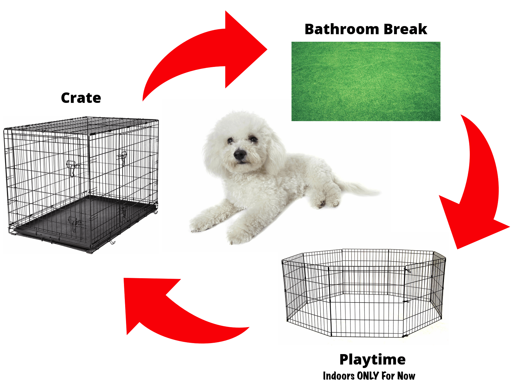 Puppies 2 Dogs Housebreaking